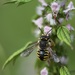 Μέλισσα Υφάντρα - Photo (c) Axel Gosseries, μερικά δικαιώματα διατηρούνται (CC BY-NC), uploaded by Axel Gosseries