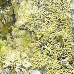 Squamocnus brevidentis