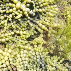 Squamocnus brevidentis