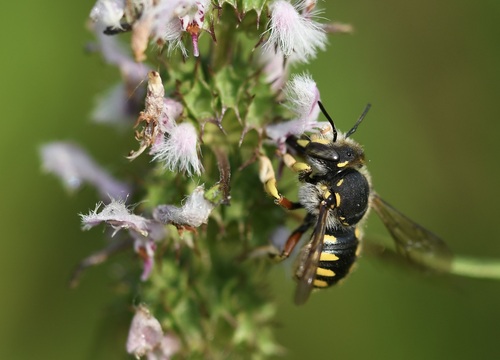European Woolcarder Bee, photo 6 of 10