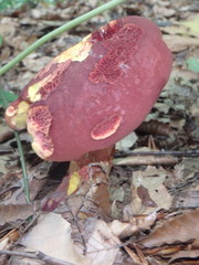 Baorangia