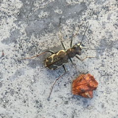 Neocicindela tuberculata