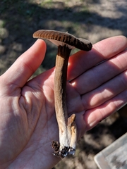 Plinthogalus