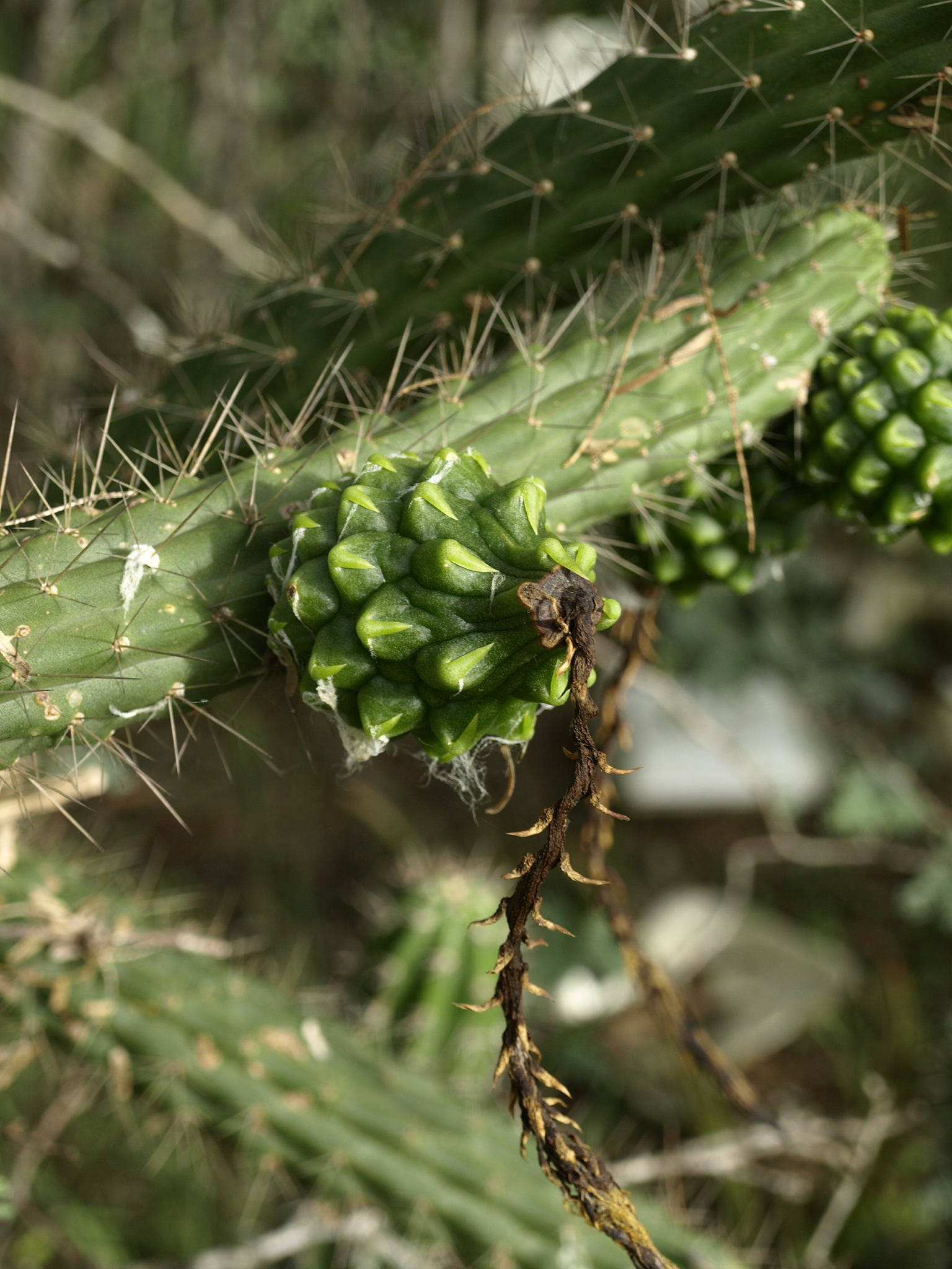 Harrisia divaricata