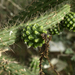 Harrisia divaricata - Photo (c) scott.zona,  זכויות יוצרים חלקיות (CC BY-NC)