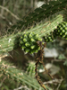 Hispaniolan Applecactus - Photo (c) scott.zona, some rights reserved (CC BY-NC)