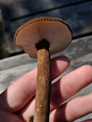 Plinthogalus