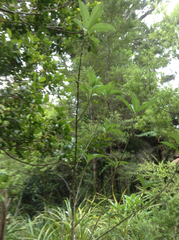 Melicytus macrophyllus