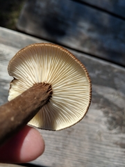 Plinthogalus