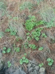 Umbilicus intermedius