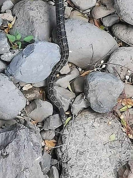 Horseshoe Whip Snake