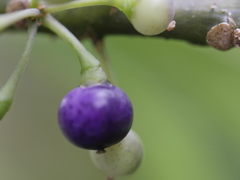 Melicytus macrophyllus