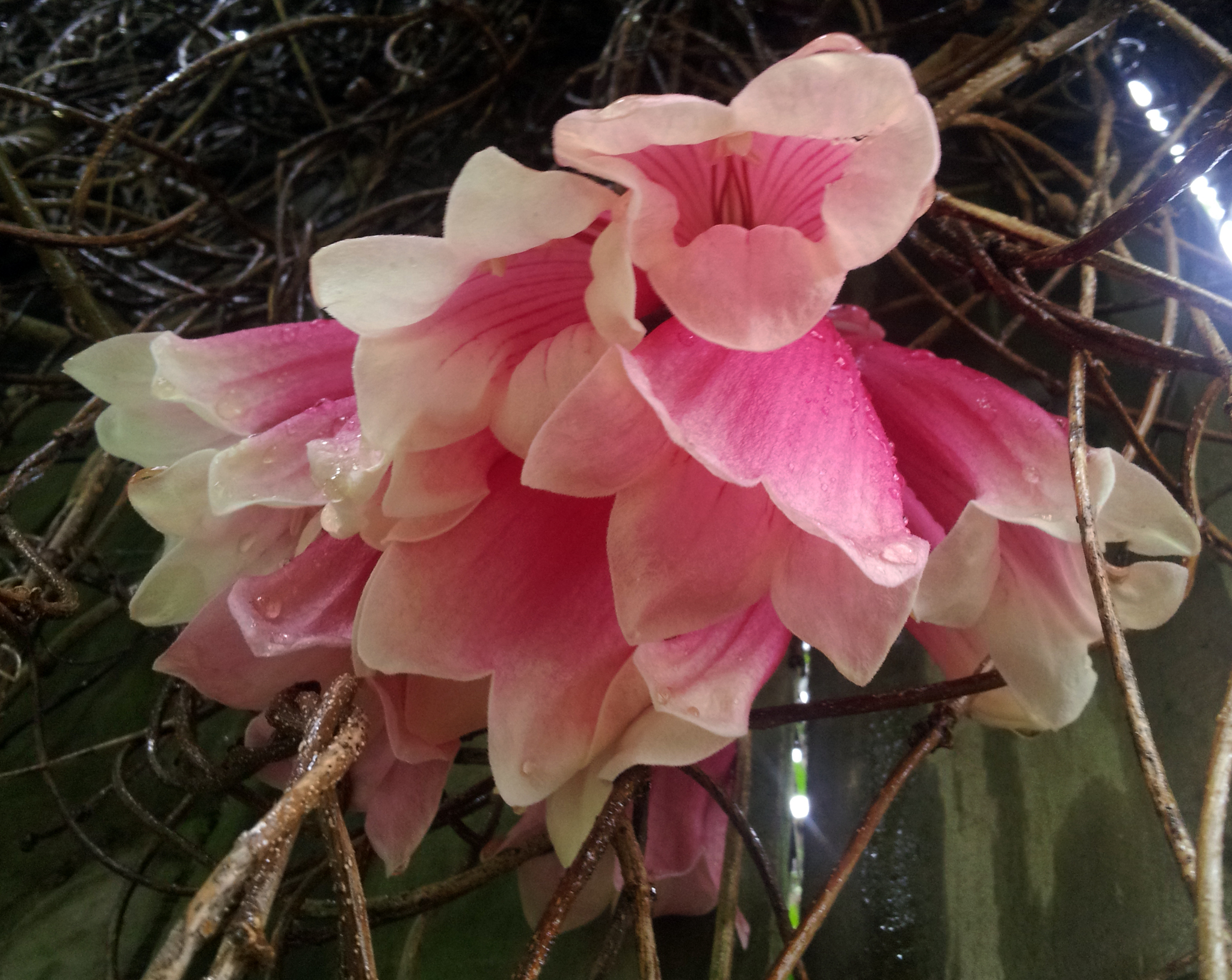 Tecomanthe dendrophila