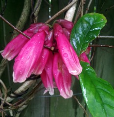 Tecomanthe dendrophila