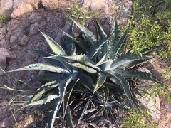 Agave sobria