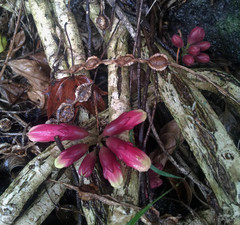 Tecomanthe dendrophila