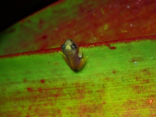 Pine Forest Bromeliad Tree Frog, Bromeliohyla melacaena