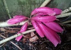 Tecomanthe dendrophila