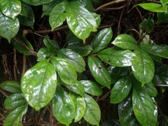 Tecomanthe dendrophila