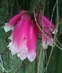 Tecomanthe dendrophila