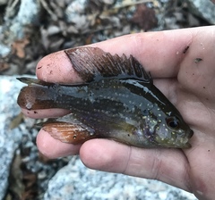 Enneacanthus gloriosus