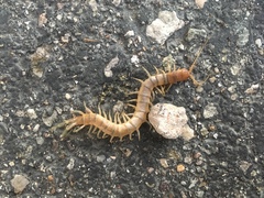 Scolopendra polymorpha