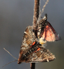 Pyrausta dapalis