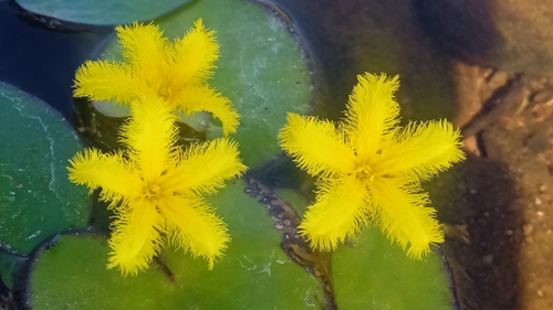 Nymphoides fallax (Nymphoides fallax)
