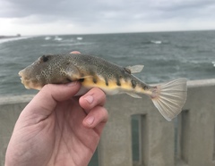 Sphoeroides maculatus