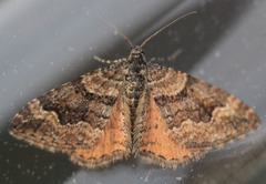 Epirrhoe plebeculata