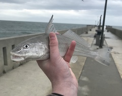 Menticirrhus littoralis