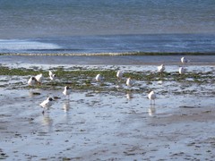 Chroicocephalus maculipennis