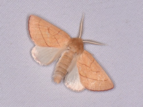Hyparpax aurostriata Graef, 1888