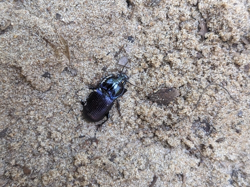 Myas coracinus photo 4