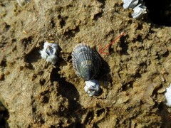 Siphonaria lessonii