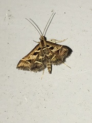 Diasemia grammalis