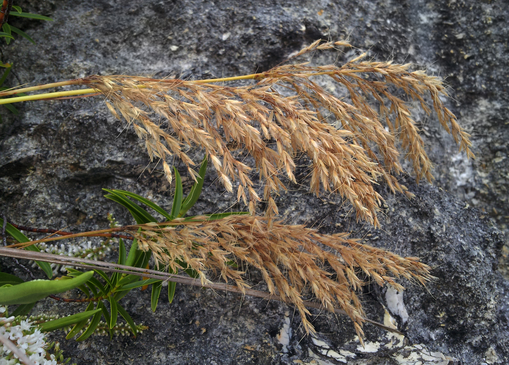 Chionochloa flavicans