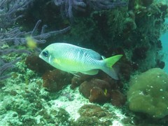 Scolopsis margaritifera