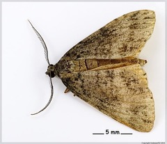 Pseudocoremia indistincta