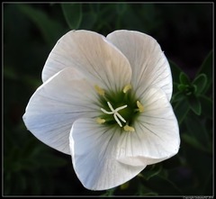 Linum monogynum monogynum