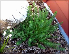 Linum monogynum monogynum