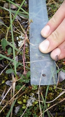 Micranthes foliolosa