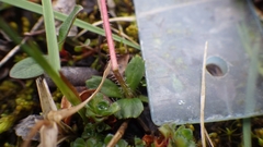 Micranthes foliolosa