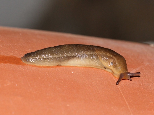 Geomalacus anguiformis