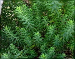 Linum monogynum monogynum