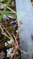 Micranthes foliolosa