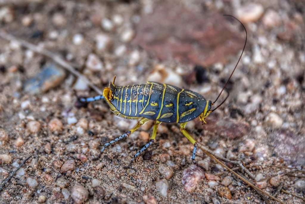 Mitchell's Diurnal Cockroach from Cape Arid WA 6452, Australia on ...