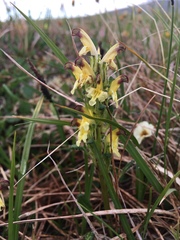 Pedicularis oederi