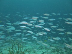 Caesio varilineata