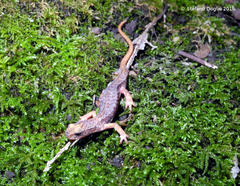 Salamandrina perspicillata